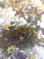 Image of seaside schistidium moss