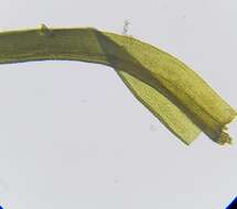 Image de Amphidium mougeotii W. P. Schimper 1856