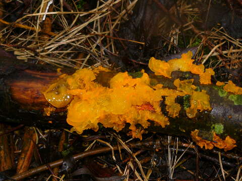 Image of Witches butter