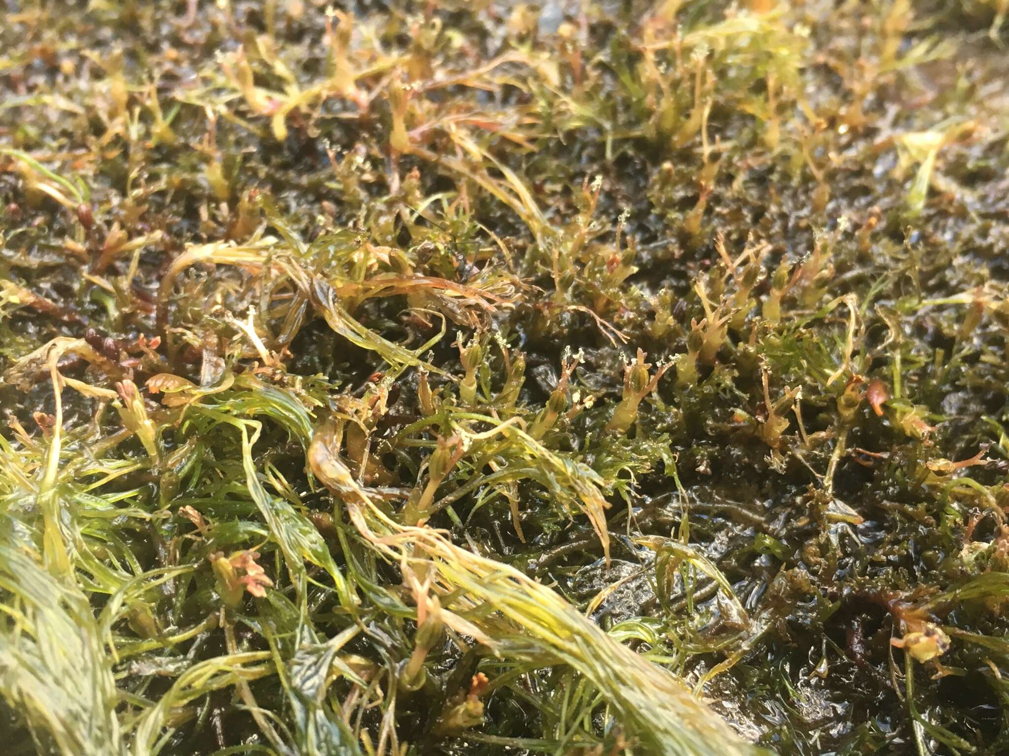 Image of riverweed
