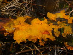 Image of Witches butter