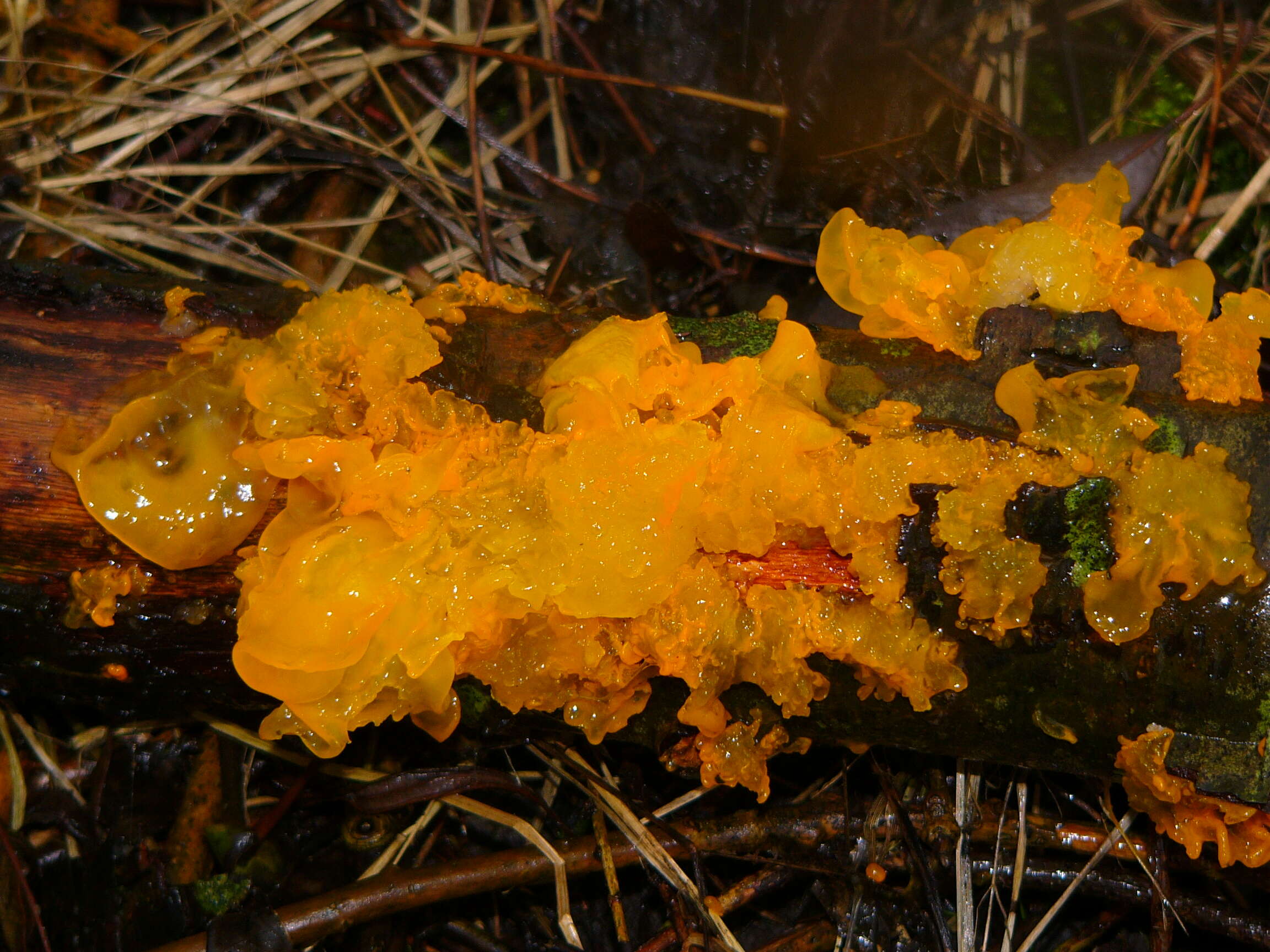 Image of Witches butter