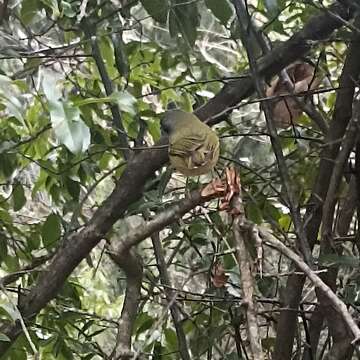 Image of Green Shrike Babbler