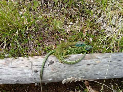 Image of Lacerta bilineata bilineata Daudin 1802