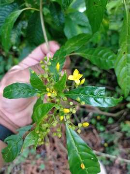 Image of Deppea grandiflora Schltdl.