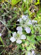 Image of black bread weed