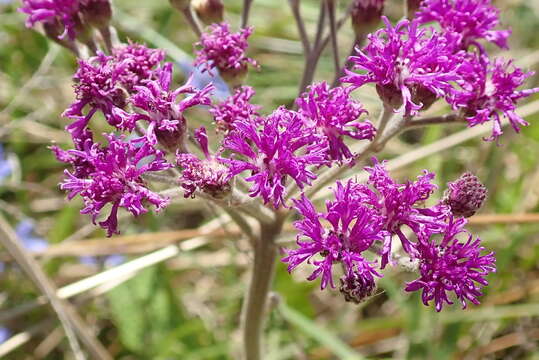 Imagem de Hilliardiella hirsuta (DC.) H. Robinson