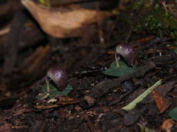 Image de Corybas aconitiflorus Salisb.