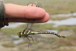 Image of bog hawker