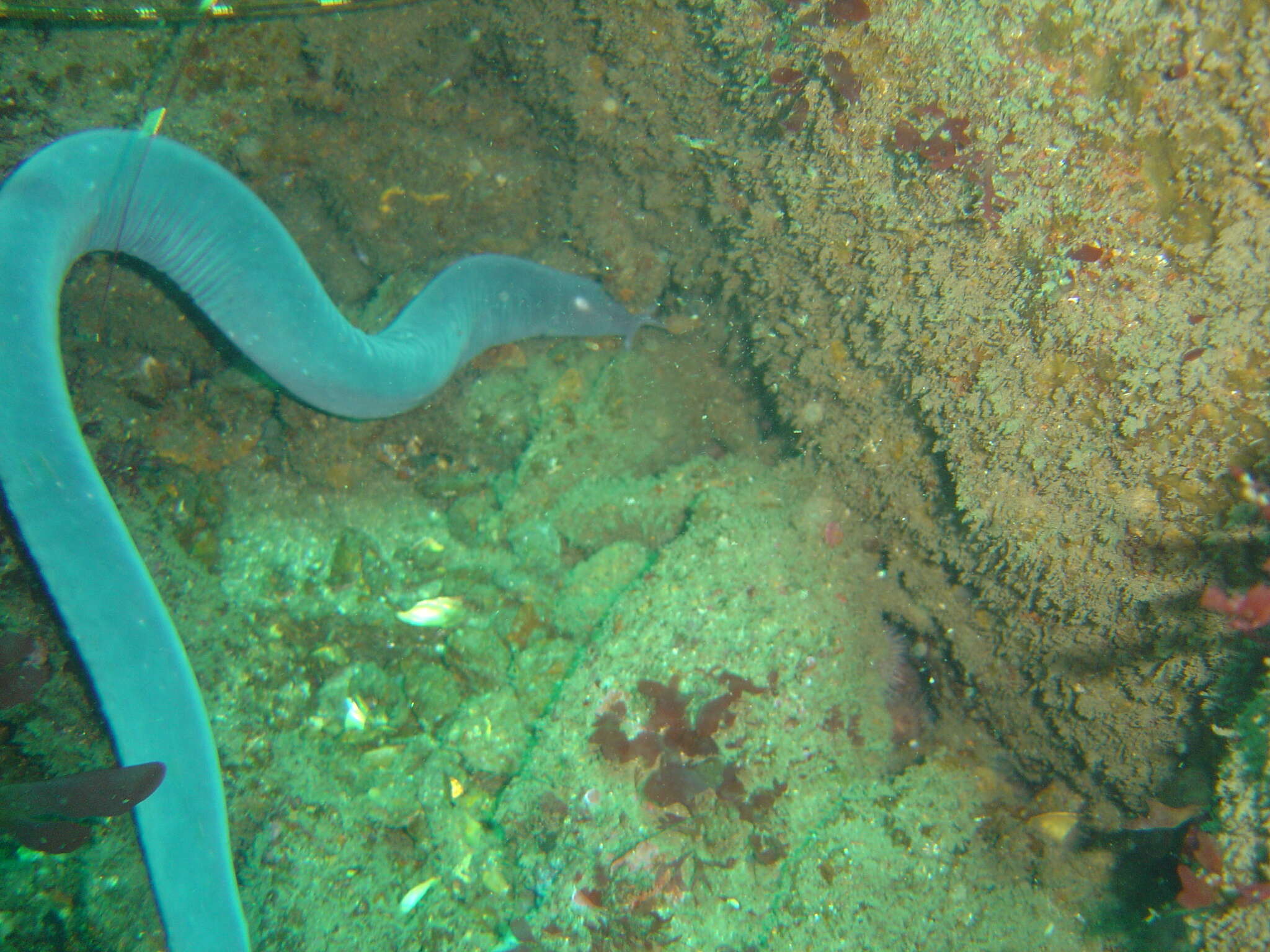 Image of Cape Sea-snake