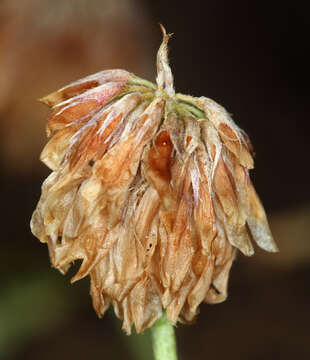 Слика од Trifolium lemmonii S. Watson