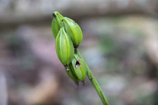 Image of Pink nodding orchid