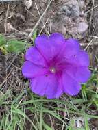 Ipomoea noctulifolia G. D. Mc Pherson resmi