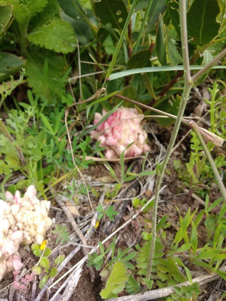 Hyobanche thinophila A. Wolfe的圖片