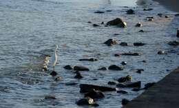 Image of Snowy Egret