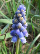 Imagem de Muscari armeniacum H. J. Veitch