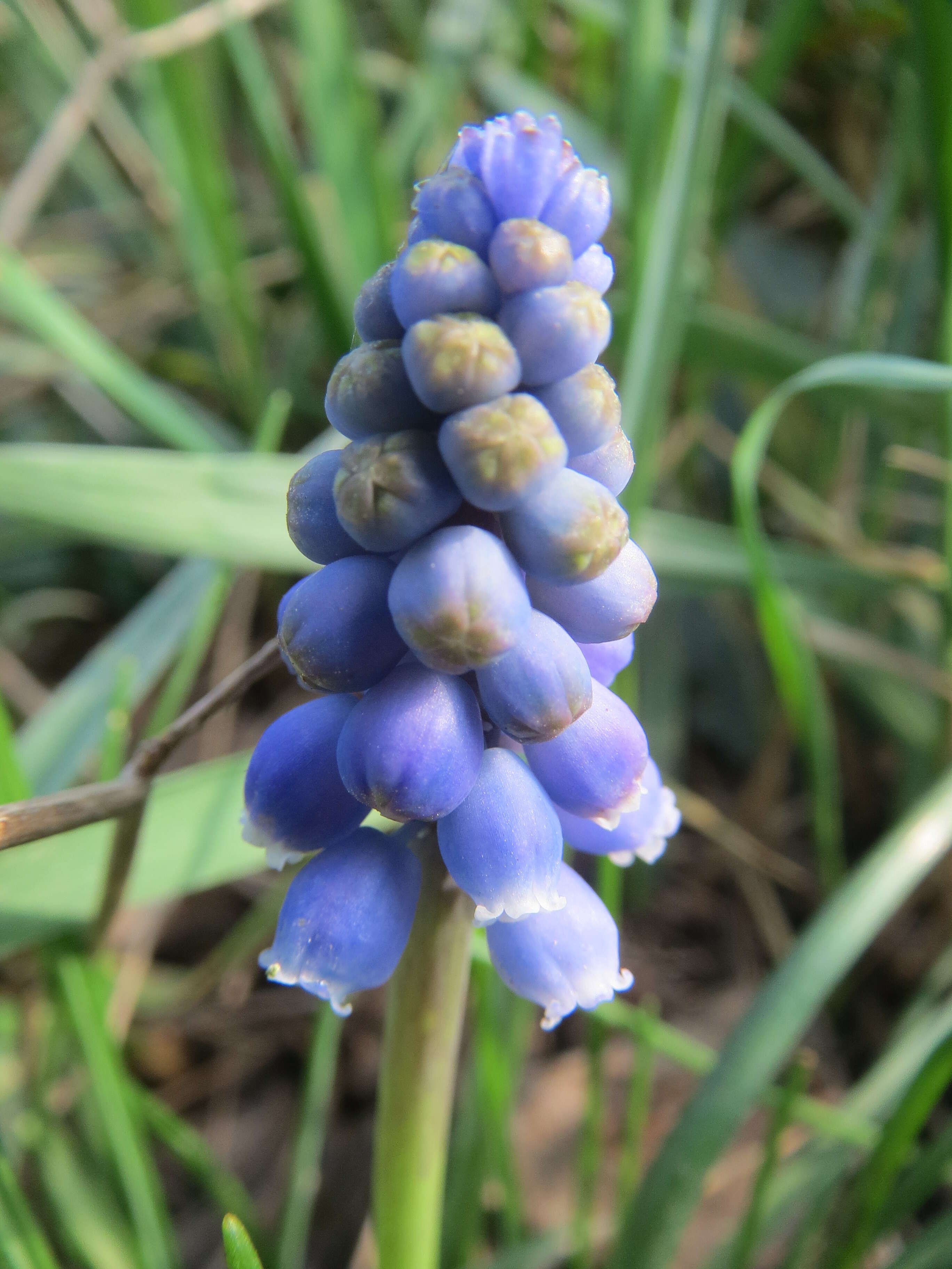 Imagem de Muscari armeniacum H. J. Veitch