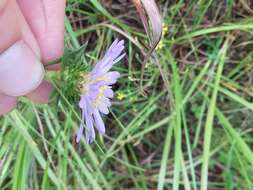 Image of southern prairie aster