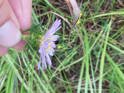 Image of southern prairie aster