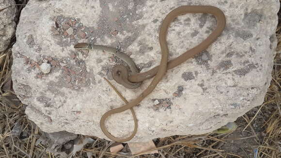 Image of Collared Dwarf Racer