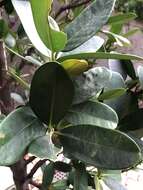 Image de Garcinia subelliptica Merr.