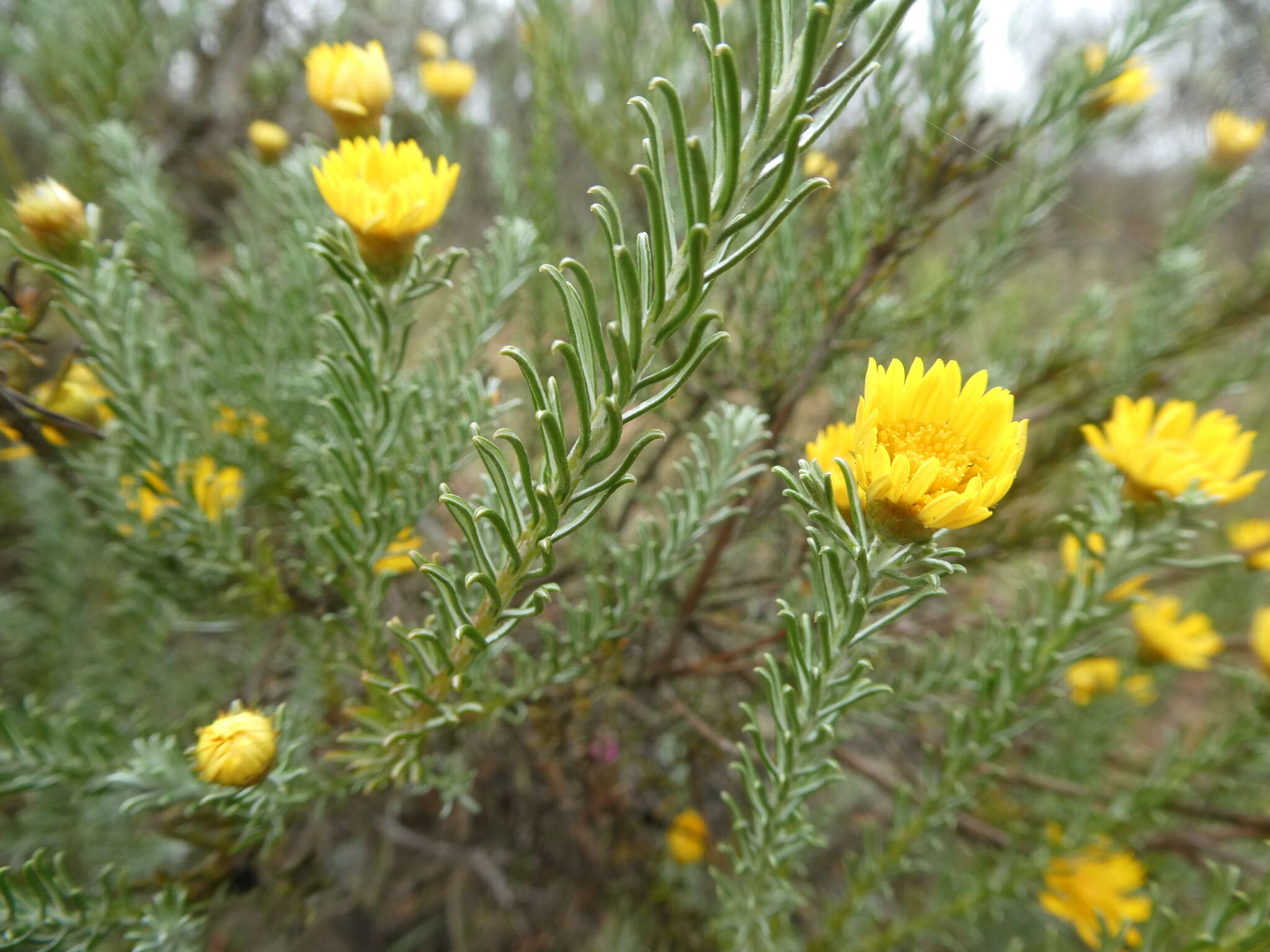 Oedera fruticosa (L.) N. G. Bergh的圖片