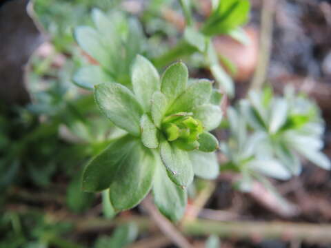 Plancia ëd Galium mollugo L.