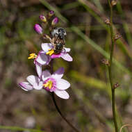 Image of Ixia scillaris subsp. scillaris