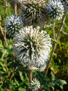 Image of Echinops sphaerocephalus L.