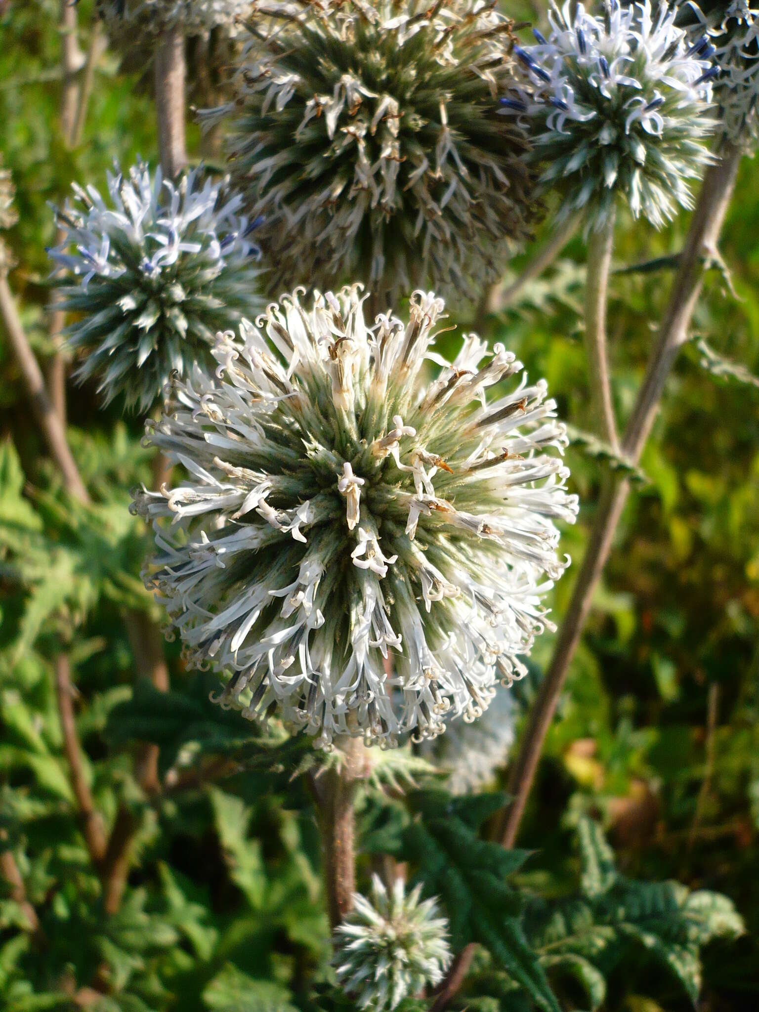 Image of Chapman's HOney Plant