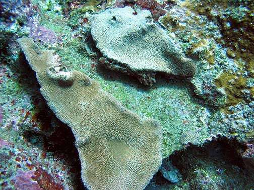 Image of Flowerpot corals