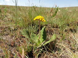 Image of Helichrysum nudifolium var. pilosellum (L. fil.) H. Beentje