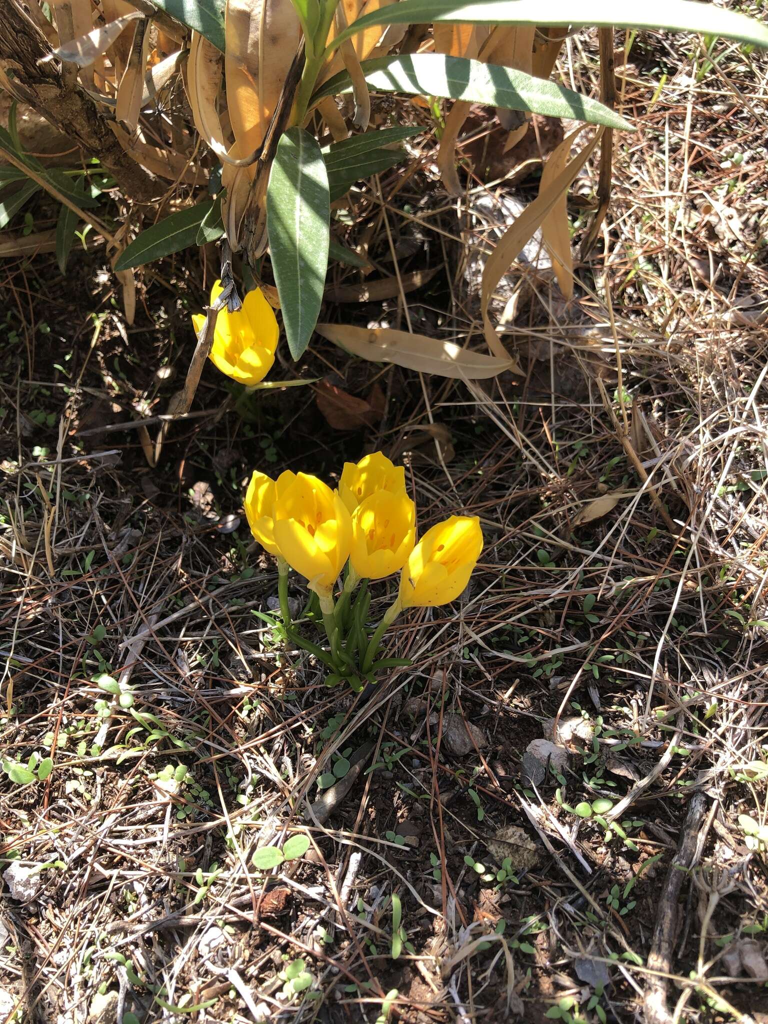 Image de Sternbergia lutea subsp. sicula (Tineo ex Guss.) K. Richt.