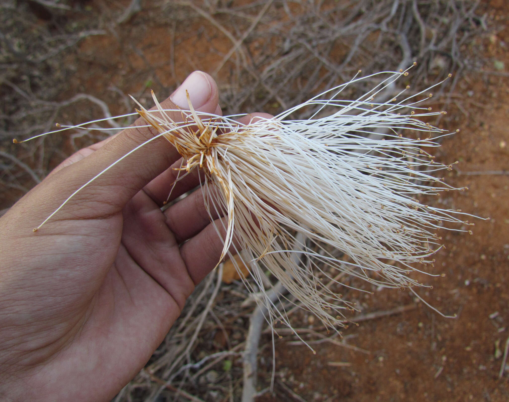 Image of Pseudobombax parvifolium Carv.-Sobr. & L. P. Queiroz