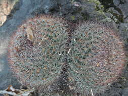Image of Mammillaria rhodantha subsp. rhodantha