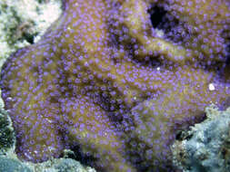 Image of pore coral