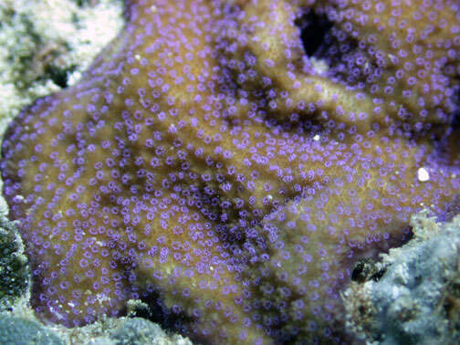 青灰表孔珊瑚的圖片