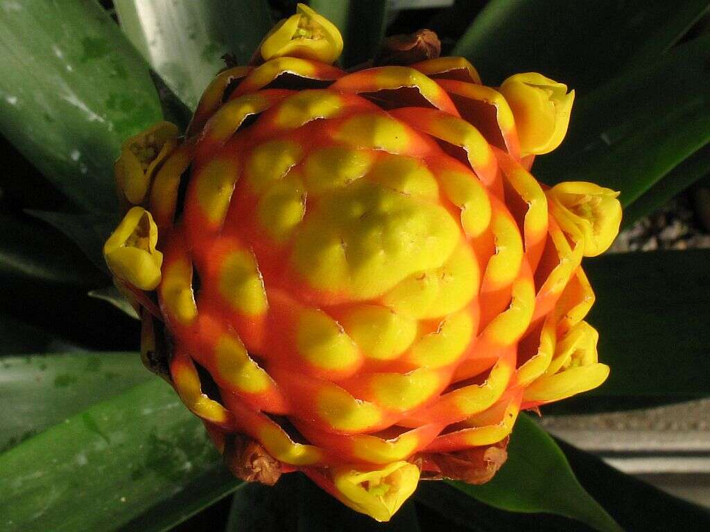 Image of Guzmania conifera (André) André ex Mez