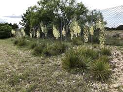 Image of San Angelo yucca