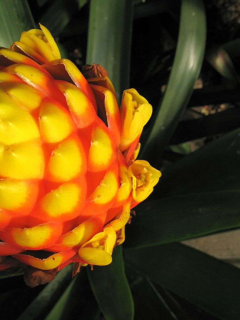 Image of Guzmania conifera (André) André ex Mez