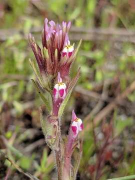 Image of shortstyle Indian paintbrush