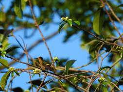 Lophornis ornatus (Boddaert 1783) resmi