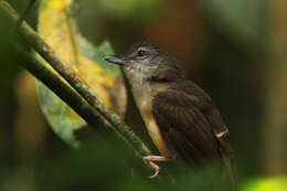 Image of Horsfield's Babbler