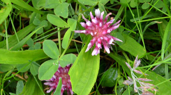 Sivun Trifolium wormskioldii Lehm. kuva