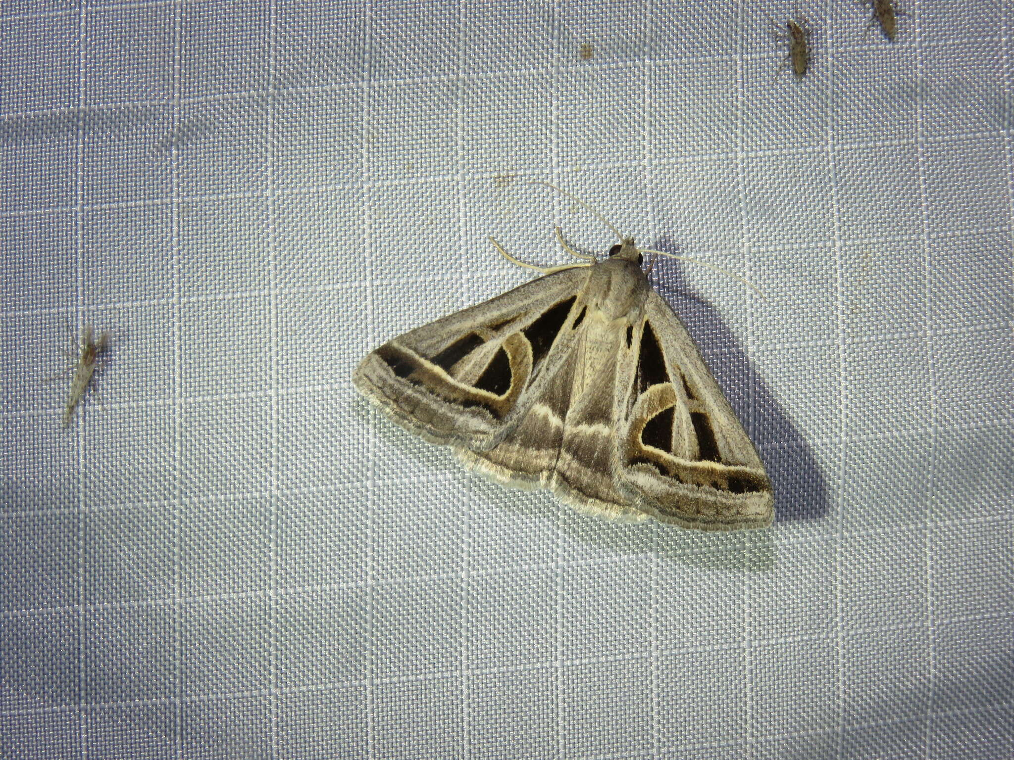 Image of Callistege diagonalis Dyar 1898