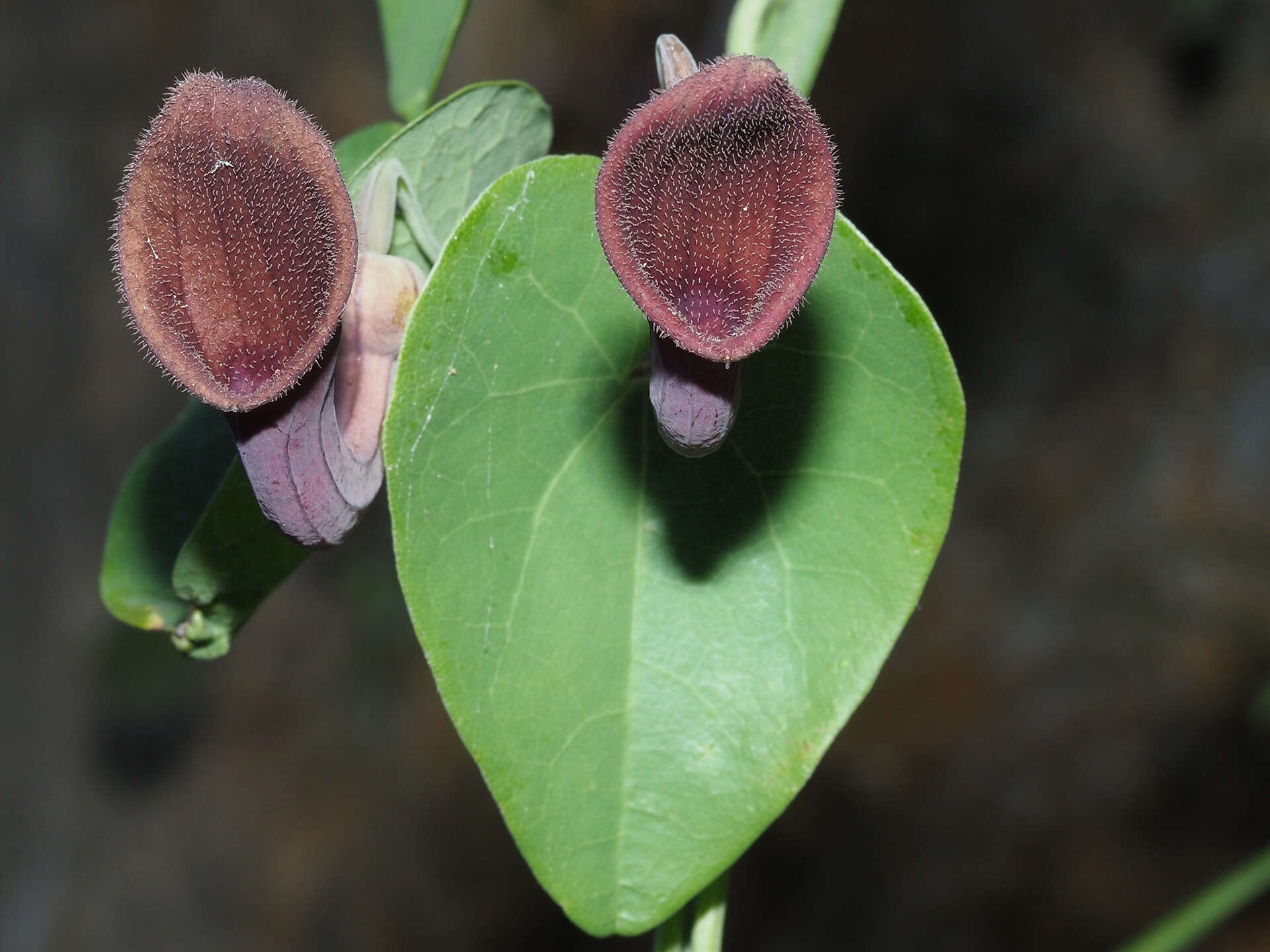 Image of Andalusian Dutchman's Pipe