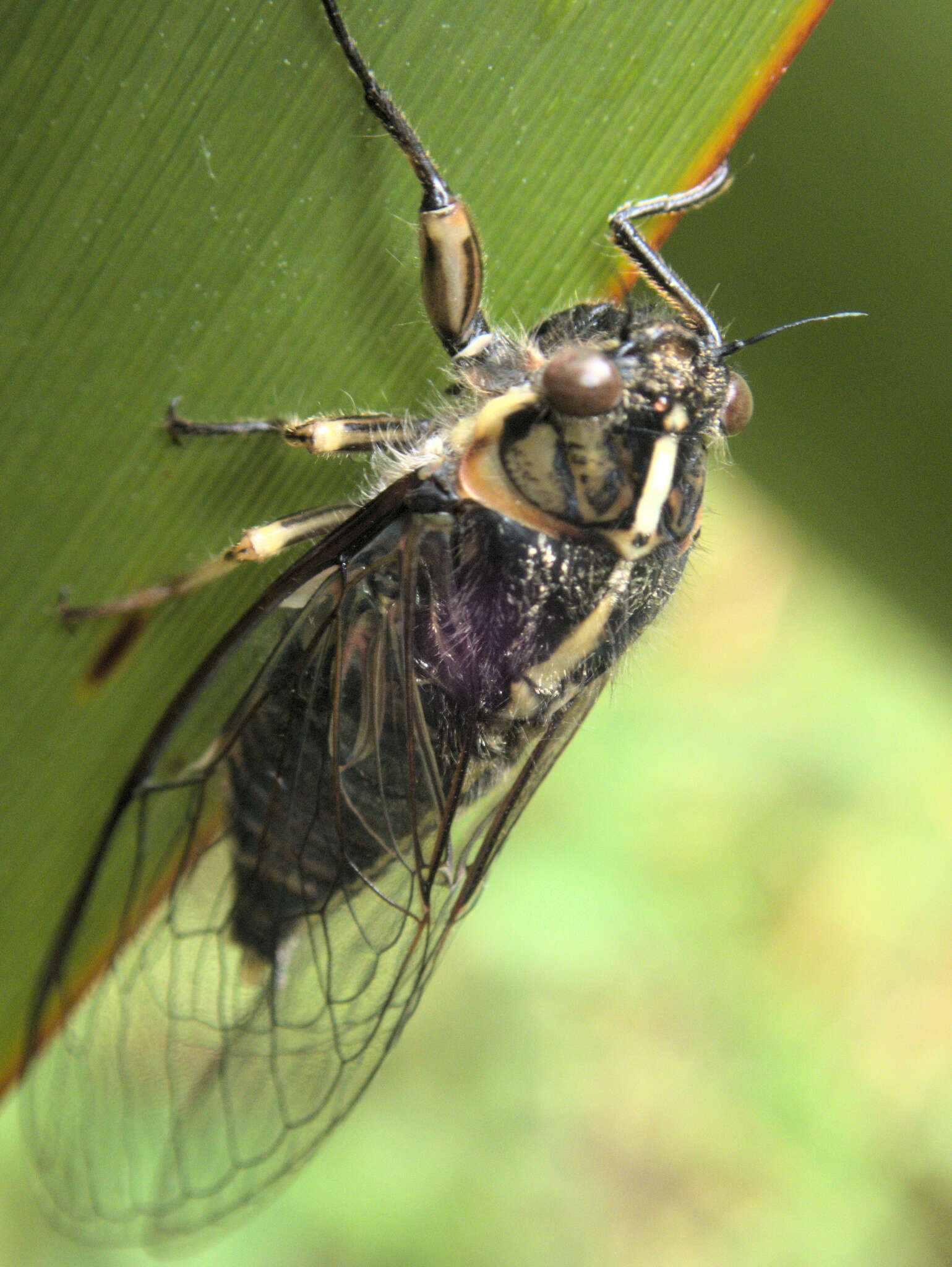 Image of Chatham Island cicada