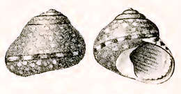 Image of Diloma piperina