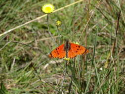 Image de Acraea anacreon Trimen 1868