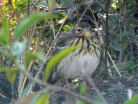 Image of Short-tailed Pipit